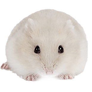 认主奶茶仓鼠一公一母活物已打疫苗家好养的小苍昌鼠活体鼠类宠物