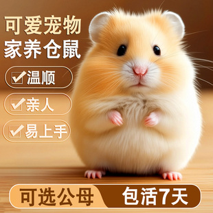 家养金丝熊小仓鼠活物小型可爱的鼠类小宠物一公一母紫仓布丁活体