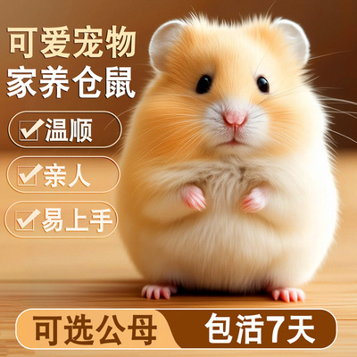 家养金丝熊小仓鼠活物鼠类小宠物