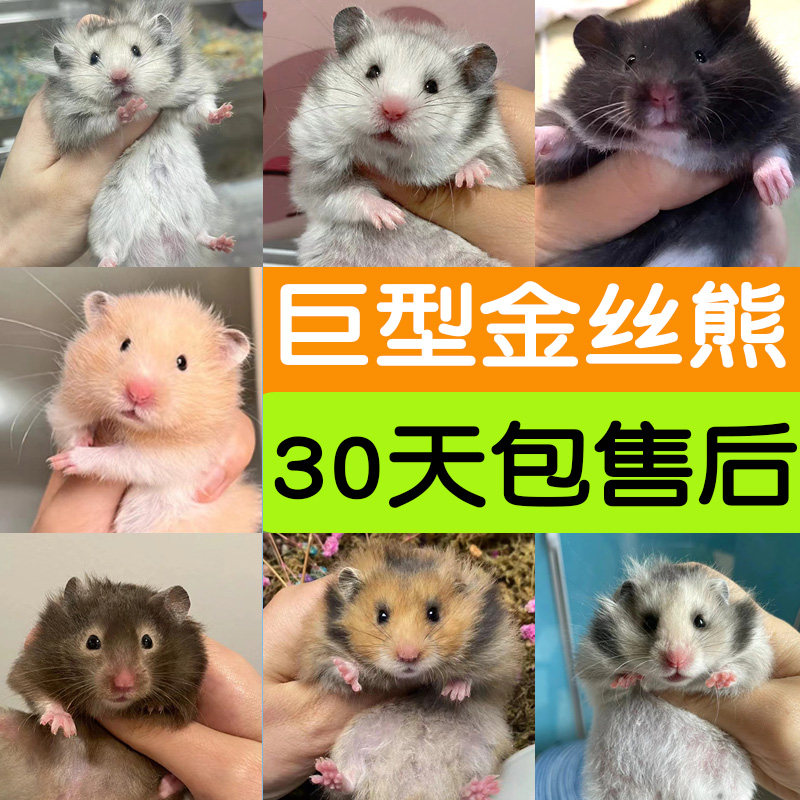 巨型金丝熊小昌苍仓鼠活物已打疫苗家养长毛一公一母鼠类宠物活体