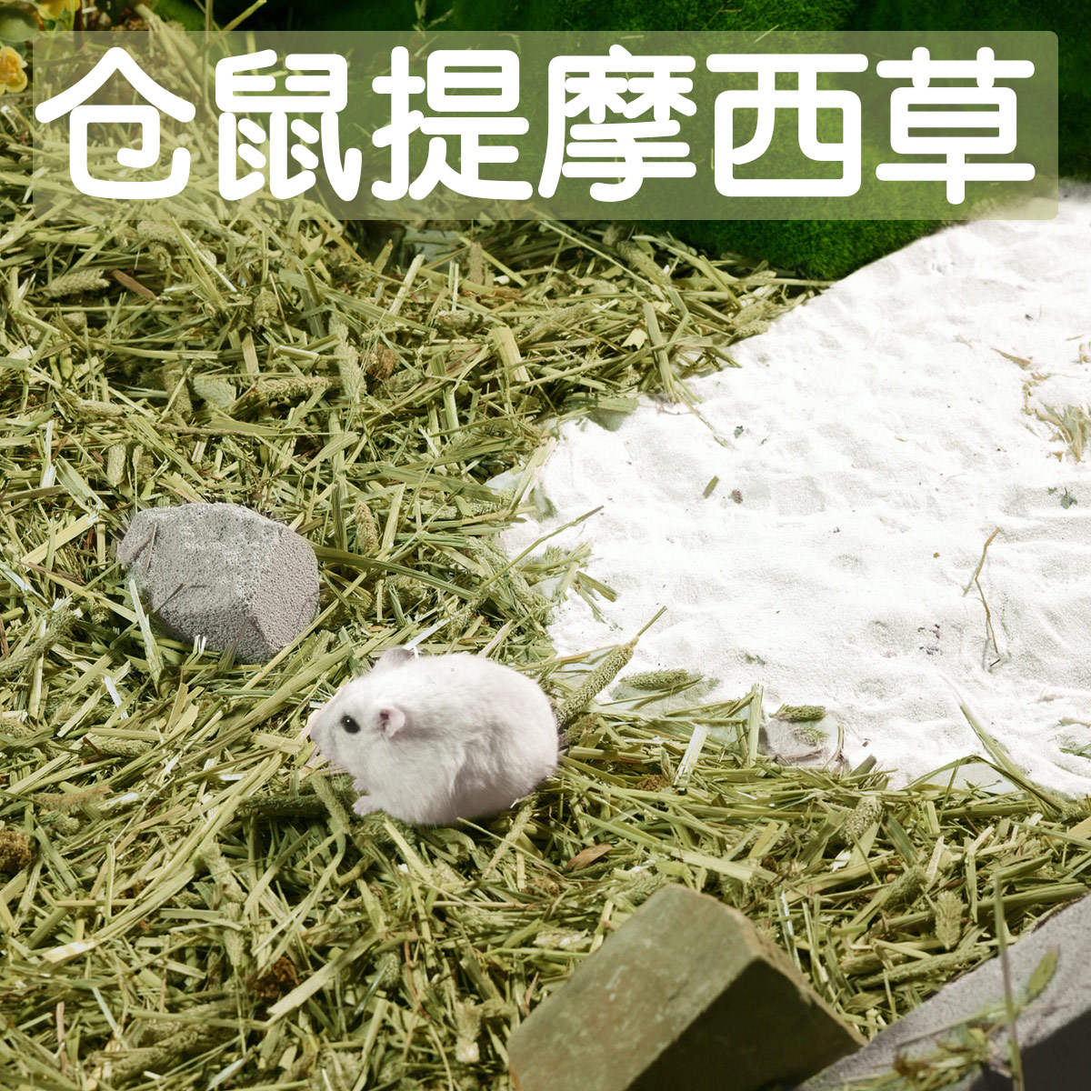 提摩西草仓鼠垫料夏天专用
