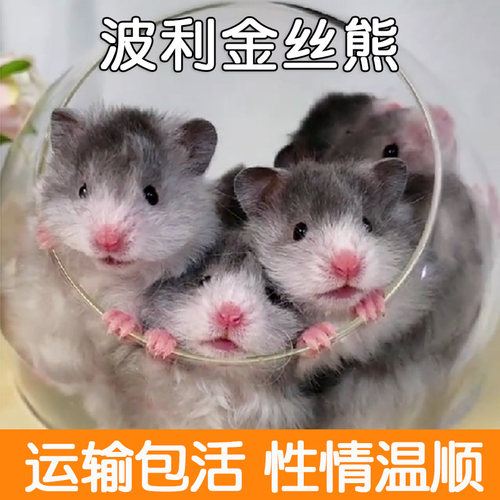 黑波利金丝熊家养大体型活物仓鼠