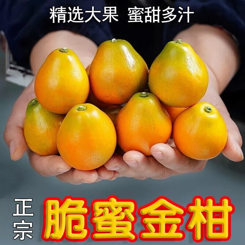 （第三代）正宗广西脆蜜金柑小金桔当季纯甜新鲜水果独立包装礼盒