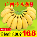 新鲜水果10斤整箱自然熟banana苹果蕉香蕉粉蕉 现摘广西小米蕉当季