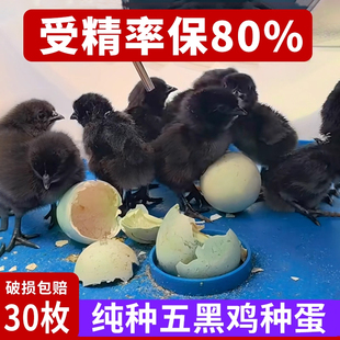 五黑鸡蛋种蛋受精蛋纯种绿壳鸡蛋可孵化小鸡五黑一绿鸡乌骨鸡种蛋