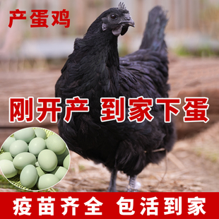 纯种五黑鸡白来航鸡九斤土鸡芦花鸡产蛋母鸡活苗包活到家疫苗齐全