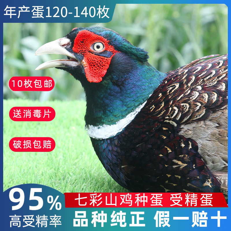 七彩山鸡种蛋受精蛋可孵化小鸡纯种珍禽观赏野性土鸡种蛋受精鸡蛋怎么看?