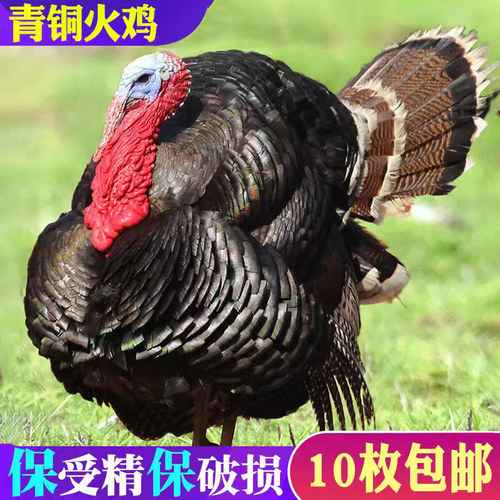 青铜火鸡受精蛋黑火鸡种蛋