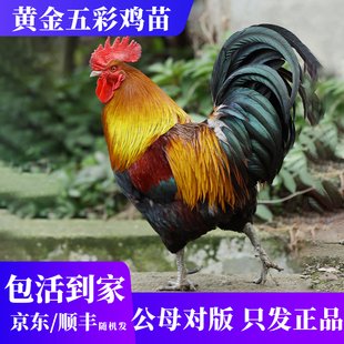 黄金五彩山鸡脱温活苗观赏鸡五彩大公鸡活苗红腹锦鸡怒晴七彩公鸡