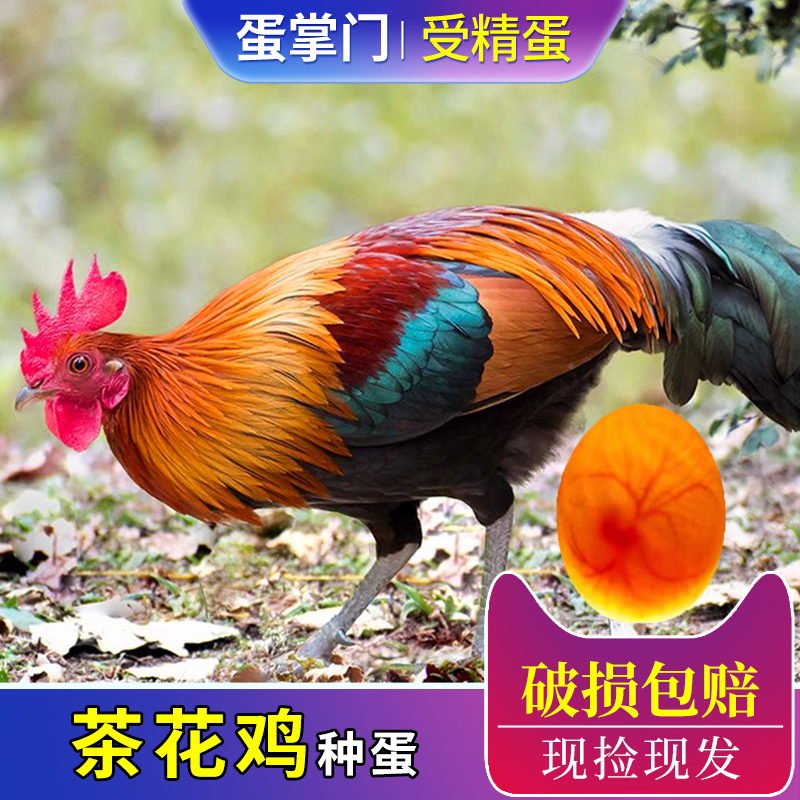茶花鸡种蛋一代原鸡受精蛋