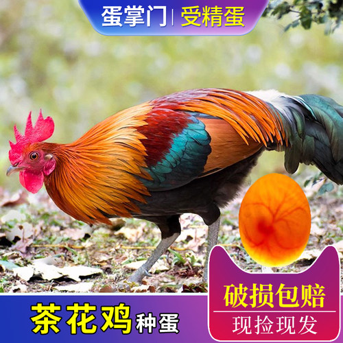 茶花鸡种蛋受精蛋原鸡野鸡正宗白耳茶花鸡受精蛋鸡蛋种蛋可孵化