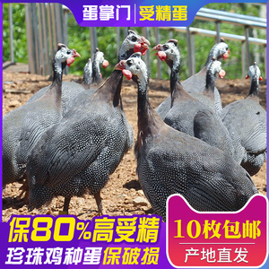 珍珠鸡种蛋受精蛋可孵化珍禽蛋几内亚鸟包邮包受精正宗纯正洋鸡蛋