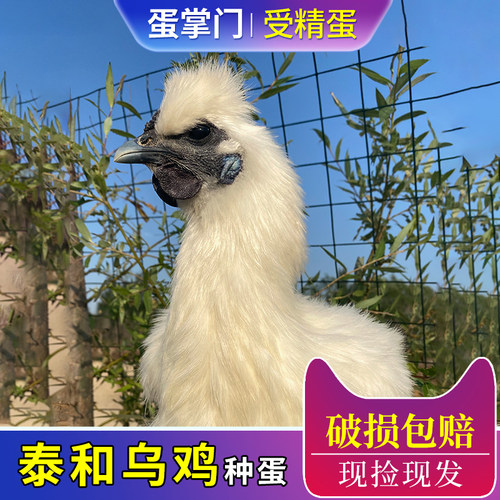 纯种泰和乌鸡种蛋受精蛋可孵化白凤乌鸡竹丝鸡土鸡种蛋可批发保真