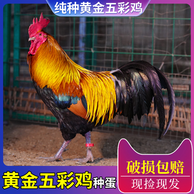 黄金五彩山鸡种蛋红腹锦鸡活苗