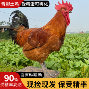 土鸡种蛋受精蛋可孵化土鸡青脚麻鸡九斤红瑶肉鸡种蛋受精卵种蛋