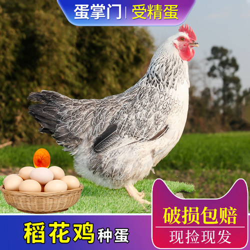 纯种稻花鸡种蛋受精蛋可孵化白芦花鸡种蛋土鸡产蛋多肉质好种蛋