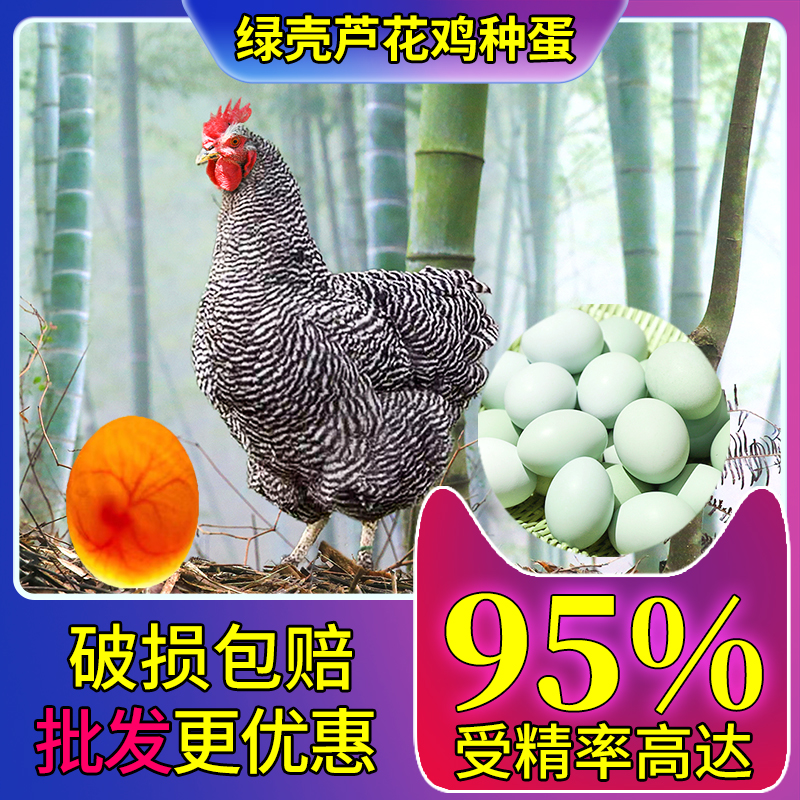 各品种芦花鸡种蛋受精率高保纯种