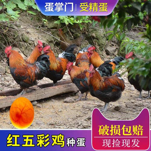 五彩大公鸡种蛋受精蛋可孵化小鸡红瑶贵州土鸡种蛋青脚土鸡受精蛋