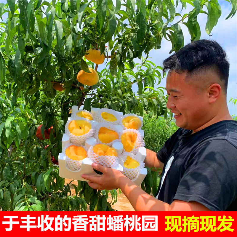 山东蒙阴黄金大蟠桃新鲜水果纯甜毛蟠桃脆甜多汁现摘现发整箱5斤