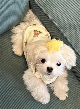 狗衣服秋冬款小熊头两脚打底衫泰迪比熊雪纳瑞马尔济斯狗狗小背心