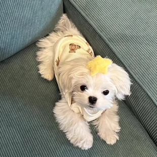 狗衣服秋冬款 泰迪比熊雪纳瑞马尔济斯狗狗小背心 小熊头两脚打底衫