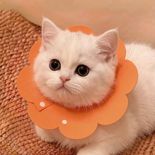 伊丽莎白圈猫咪项圈绝育脖圈脖套宠物专用太阳花通用可爱宠物围脖