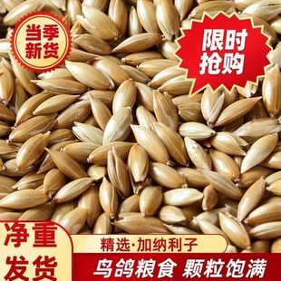 白尖加纳利子长粒鸟粮鹦鹉白尖金丝雀草庐鸟粮净重发货进口加纳