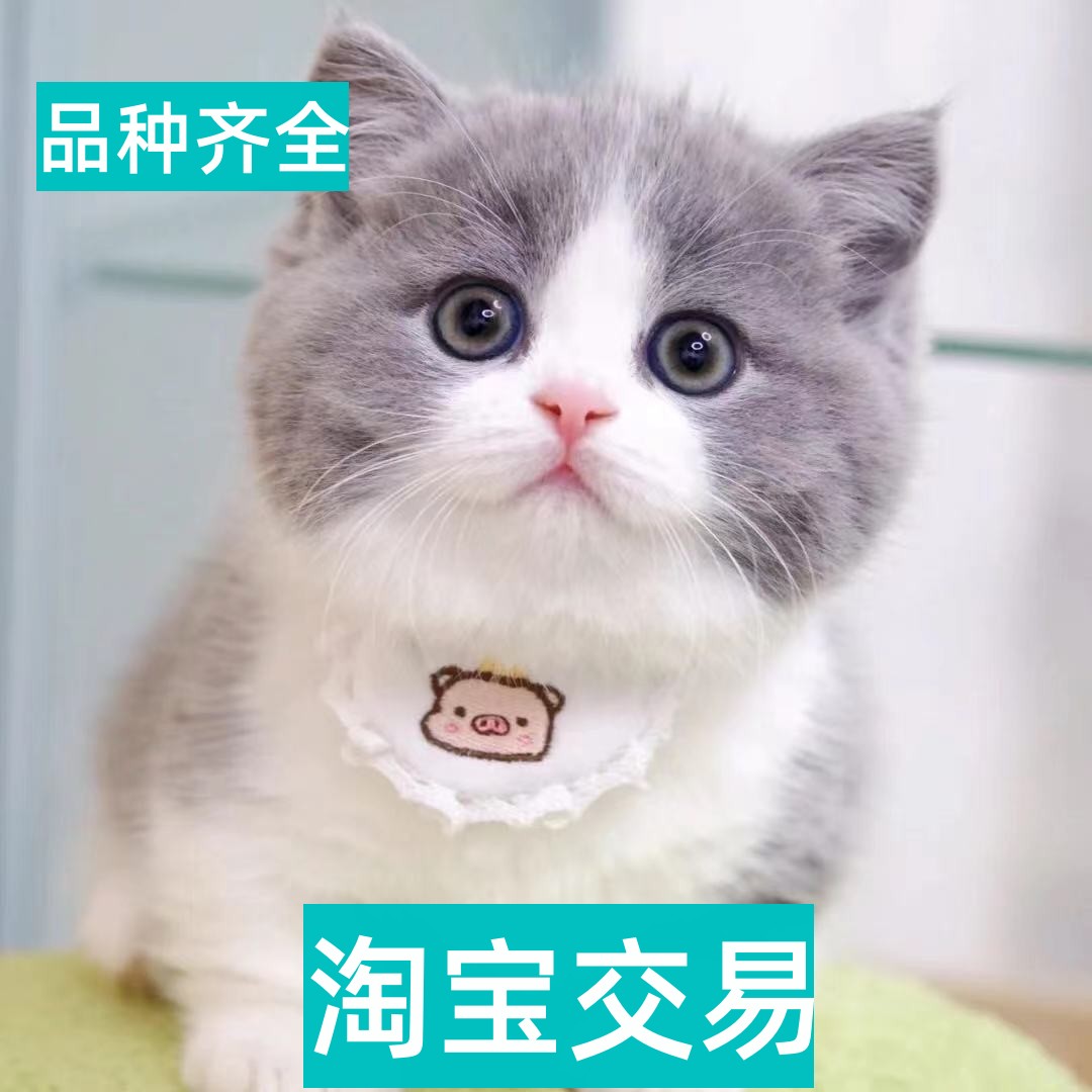 岳阳英短蓝猫幼猫蓝白美短起司矮脚猫金银渐层缅因猫宠物猫咪活物