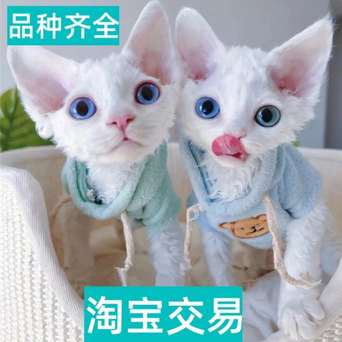 周口本地猫舍出售开脸纯白德文卷毛猫阿比西尼亚猫幼崽宠物猫咪