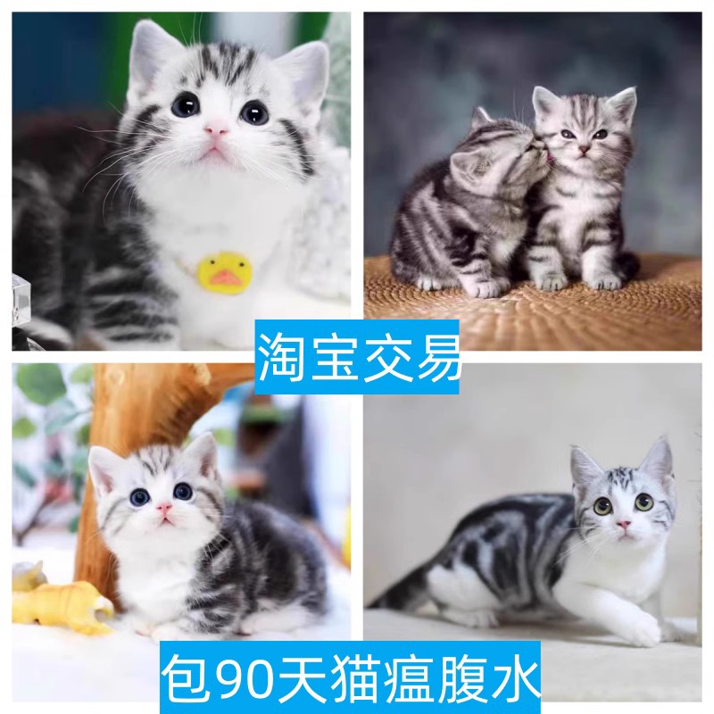 白山美短加白起司纯种虎斑矮脚拿破仑长毛宠物猫布偶幼猫咪