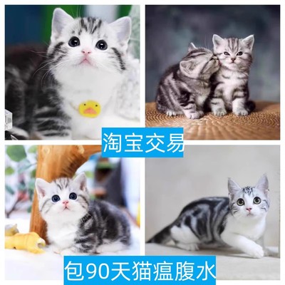 固原美短加白起司纯种虎斑矮脚拿破仑长毛宠物猫布偶幼猫咪
