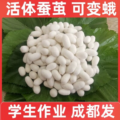 鲜活蚕蛹蚕茧新鲜活蚕活体