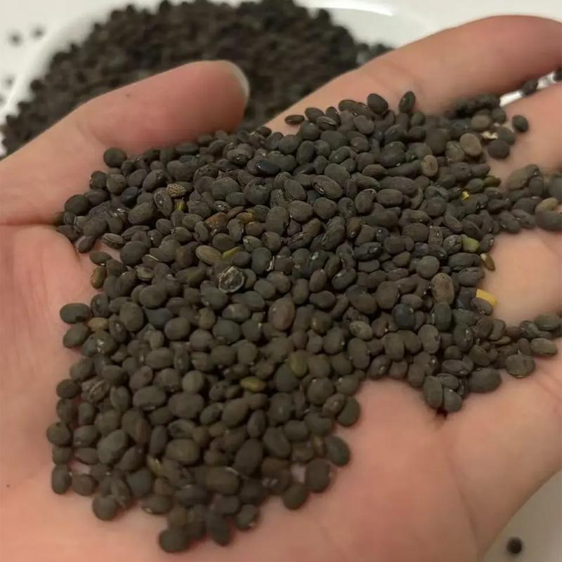 雄黑豆中药材古老黄芯小黑豆马料豆生吞野生料豆打豆浆稽豆野黑豆