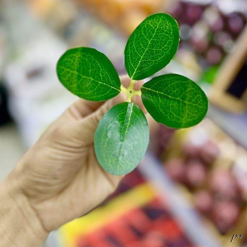 水果店仿真植物叶子樱桃
