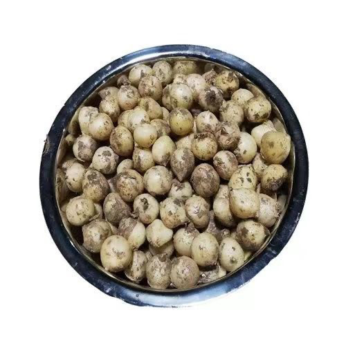 24年农家新鲜苦藠川渝特产团葱苦茭苦叫小蒜野葱薤白
