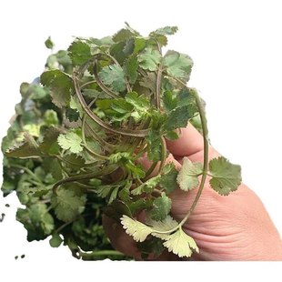 四川本地紫根香菜矮杆趴地香菜种子小叶浓香型芫荽种籽四季蔬菜