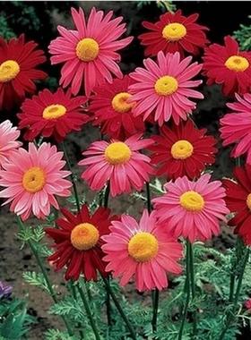 Brief 1 Pack 50 Seeds Pyrethrum Seed Flower Garden Plant See