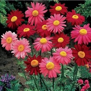 Seed See Pack Plant Garden Flower Pyrethrum Seeds Brief