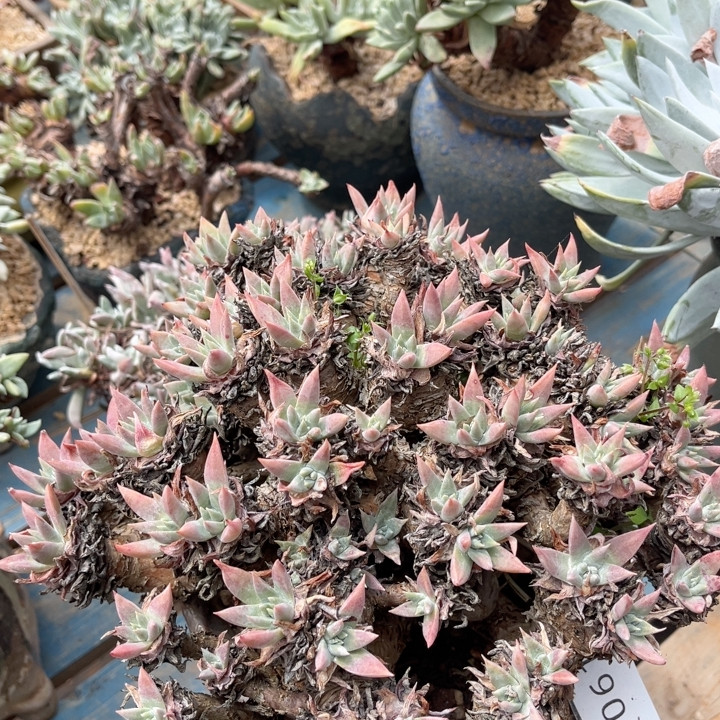 白菊苹果叶大群90061多肉植物