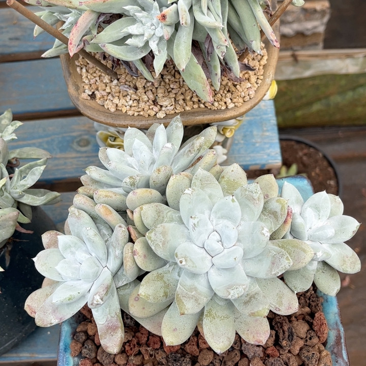 牡丹苹果叶大花朵老桩多肉植物