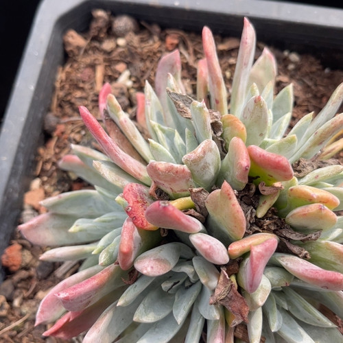 被拉苹果叶手捧花90616