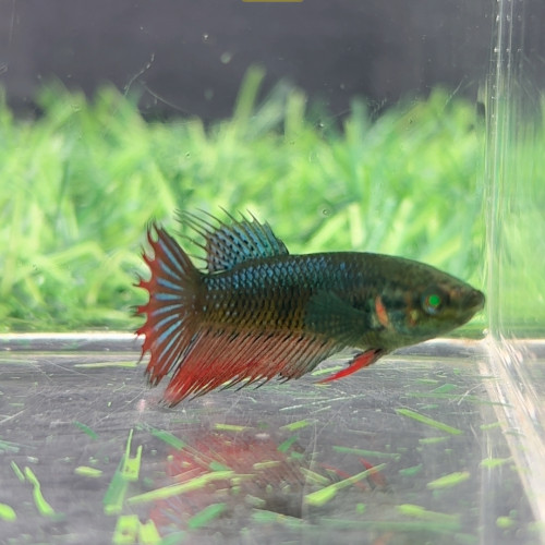 514绿魔狮王母