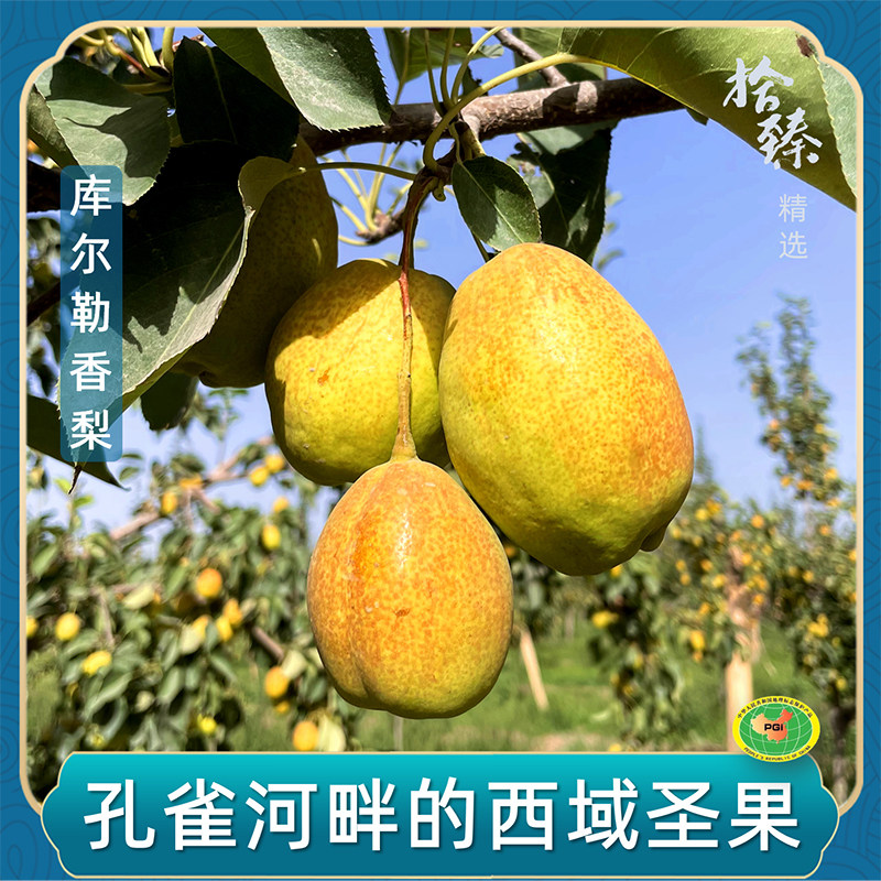 拾臻精选正宗新疆库尔嘞香梨当季新鲜水果整箱顺丰包邮脆甜多汁