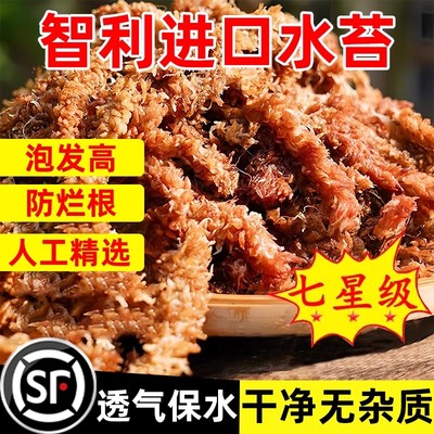 毛毛虫水苔智利进口干苔藓乌龟冬眠垫材蝴蝶兰石斛兰花专用土植料