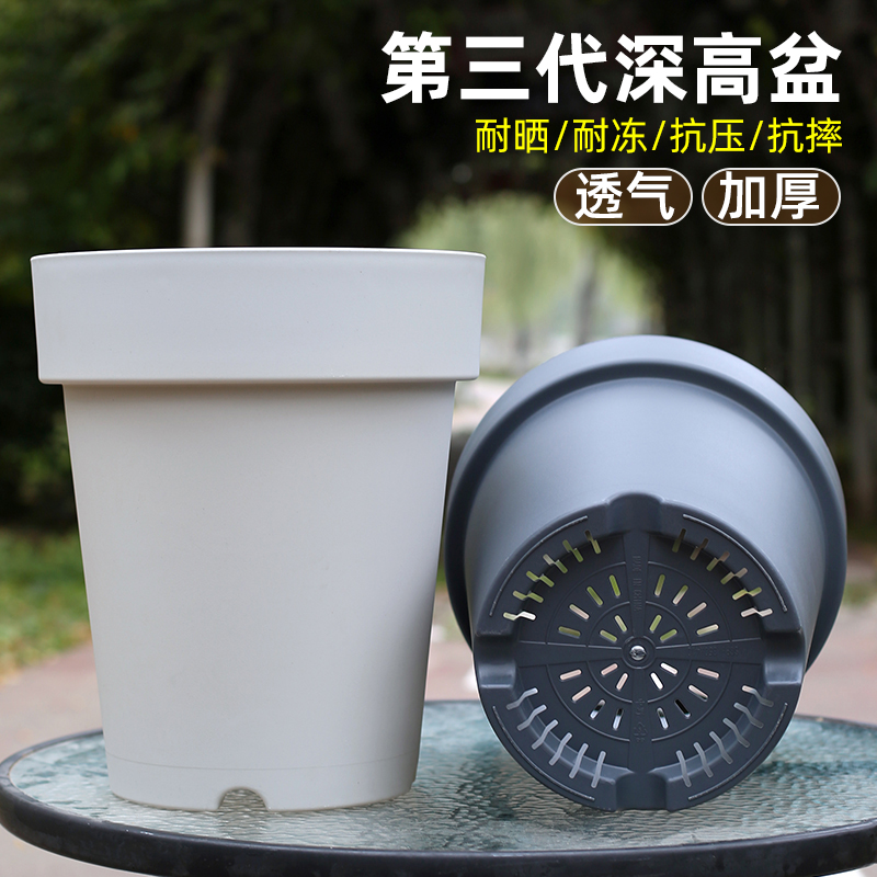 特大号月季专用龟背竹