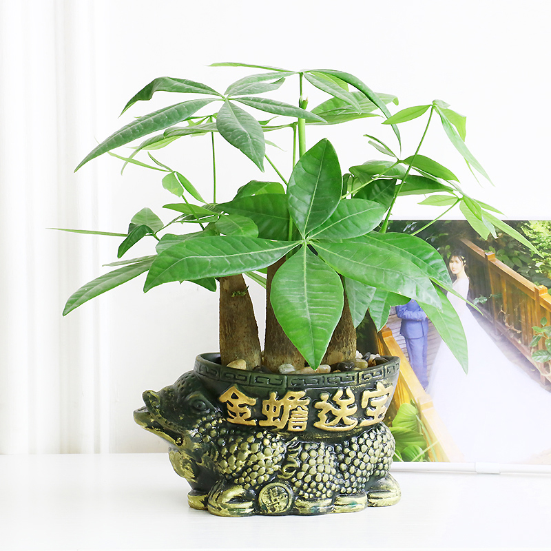 发财树盆栽植物室内室内客厅好养