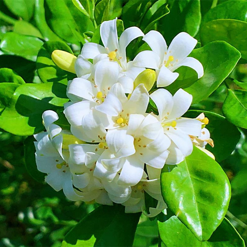 九里香盆栽花卉植物室内十里香绿植盆景老桩常青花卉