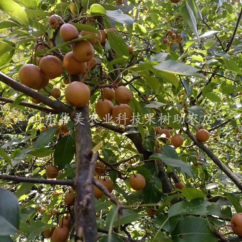 梨树树苗特大嫁接鸟梨树苗糖梨树苗盆栽地栽南方北方种植当年结果