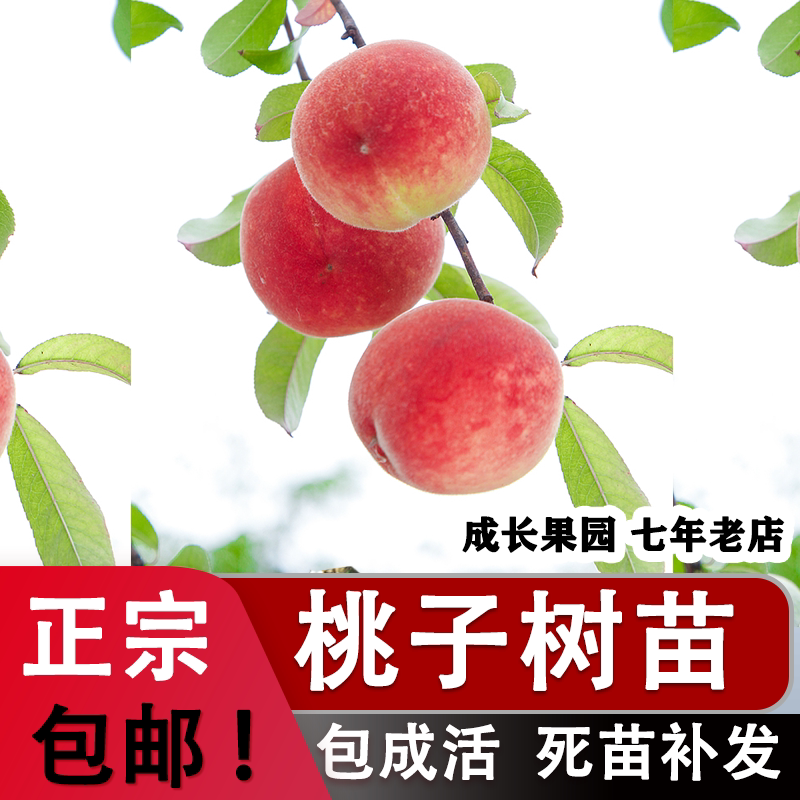 正宗四川水蜜桃树果苗新品种树苗阳山桃子苗树雪冬桃黄桃果树大全