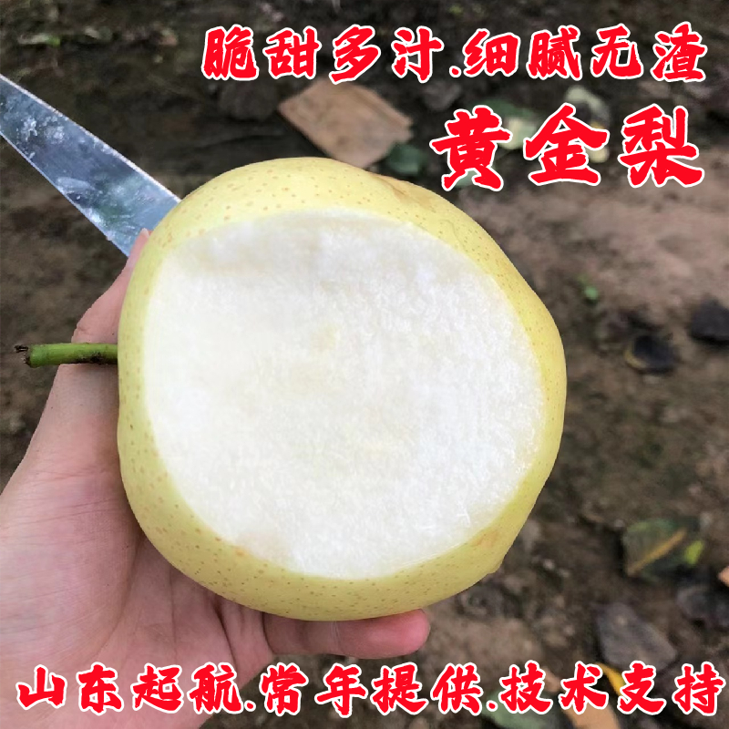 嫁接梨树果苗黄金梨树苗特大脆甜黄皮梨苗盆栽庭院地栽南北方种植